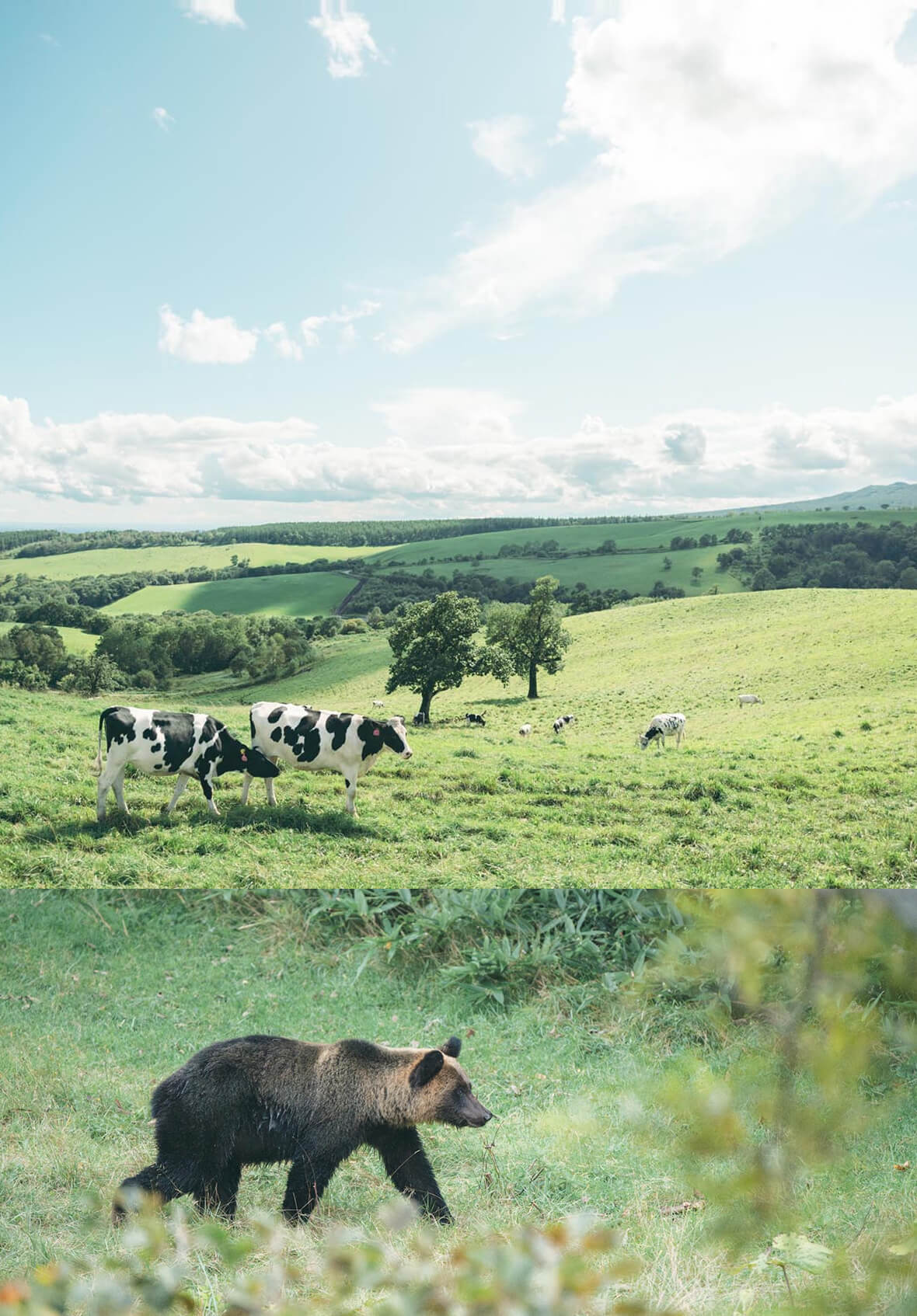 自然の中に動物たちがいる写真